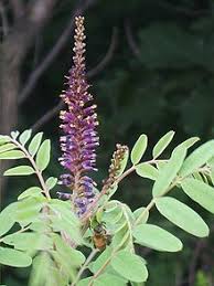 Some image